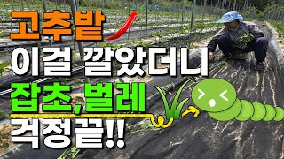 고추밭 이것해주었더니 아주쉽게 잡초, 벌레 걱정 끝 고추농사 고추재배