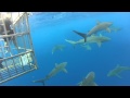 Barney Swimming With Sharks In Hawaii June 9 2013