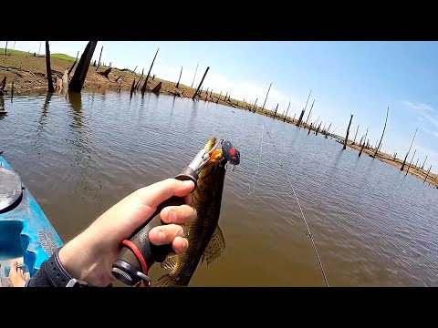 Vídeo Isca OCL Lures Rat Runner
