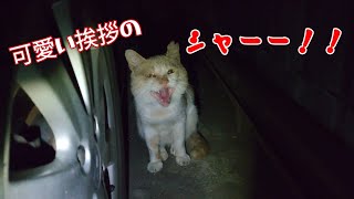 最近のいつもの猫達の話【猫動画】【借金残74.5万】