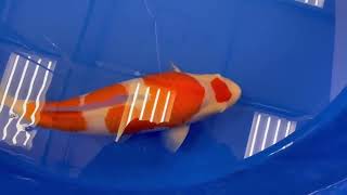 video van Maruten Kohaku KO-V22-0391