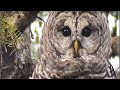 BARRED OWL AMAZING VOCALS! 