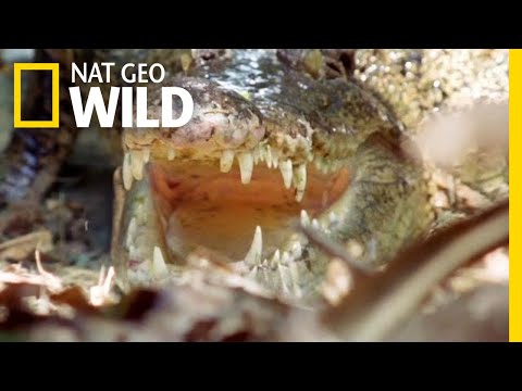 The Nile Crocodile Grows To Be How Big? | Nat Geo Wild