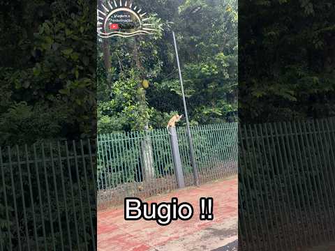 Bugio passeando em Fátima do Sul, MS