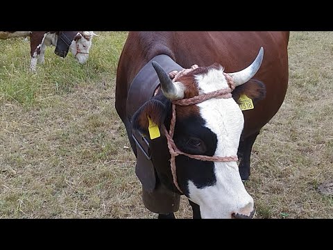 Desnalpà 2017  - Le mucche **LIVE**