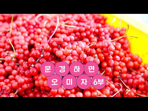 문경하면 오미자(6부) #가공 #세척 #당절임