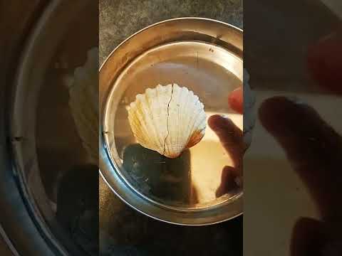 How to fix broken sea shell #fix #shorts #broken #howtofix