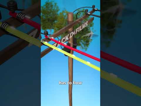 How Birds Avoid Electrocution 😨