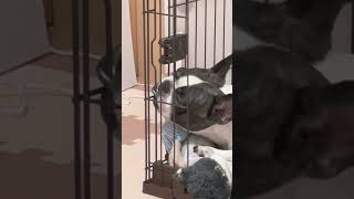 "カラビナ大好き！愛犬のカミカミ遊び"#shorts　　　　　　　　　　　　　　　　　　　 "Carabiner Love! My Dog's Chew Play"