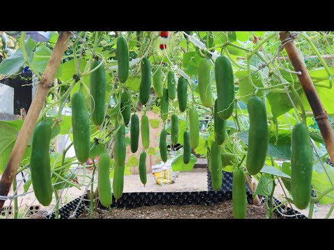 , title : 'How to grow Cucumbers vertically, extremely lots of fruit, Growing cucumbers'