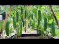 How to grow Cucumbers vertically, extremely lots of fruit, Growing cucumbers