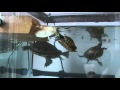 Feeding Aquatic Turtles 