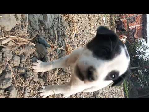 dog playing, dog videos, playing dog voice dog barking sound dogs funny videos#doglover ,#dog 🥰🥰