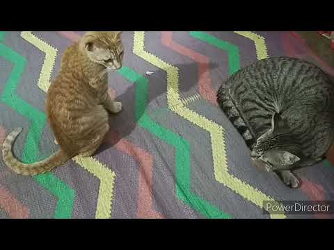 cute kitties & 🐈😺 cats