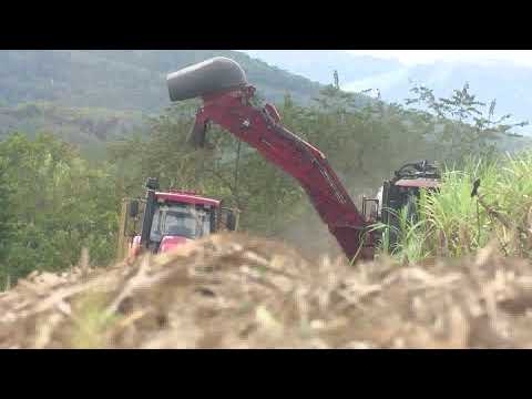 Contribuye corte mecanizado en la eficiencia de la zafra azucarera
