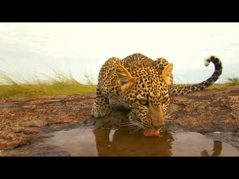 Funny Leopard Cubs V Dwarf Mongoose