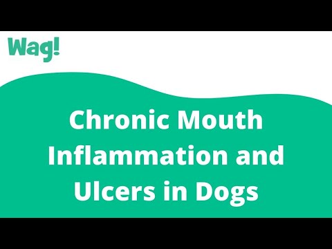 Chronic Mouth Inflammation and Ulcers in Dogs | Wag!