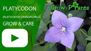 Platycodon grandiflorus – grow & care (Chinese bellflower)