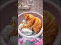 Duck with Cat friend #adorableanimals #funny #pets #catnap #animals #cats #funnycats #catlover #cute