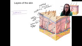 5 3 layers of skin