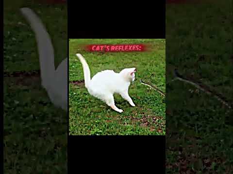 Cats 🐈 Reflexes💀🔥                           #catedit #catlover #cats #catshorts #catvideo #catvideos