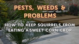 How to Keep Squirrels From Eating a Sweet Corn Crop