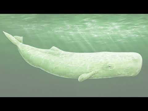 Moby Dick Audiolibro - Capitolo I - Melville Pavese - Locomoctavia Audiolibri - Daniele Fior