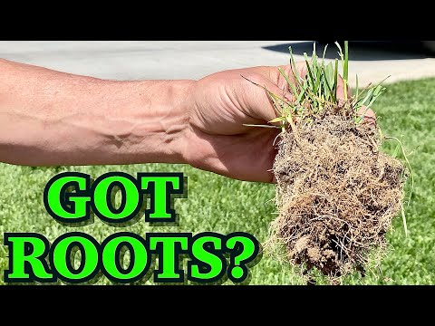 GOT DEEP DENSE GRASS ROOTS? This GREEN LAWN Is Why You Should!
