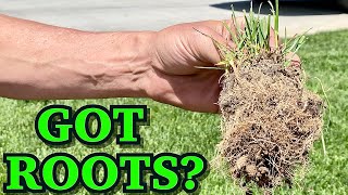 GOT DEEP DENSE GRASS ROOTS? This GREEN LAWN Is Why You Should!