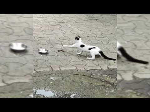 Baby King Cobra Vs Domestic Cat Deadly Human Encounter in Indian Village