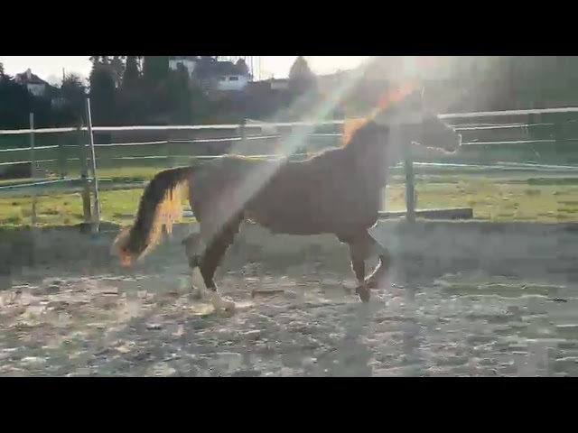 Ponette taille C Welsh part bred