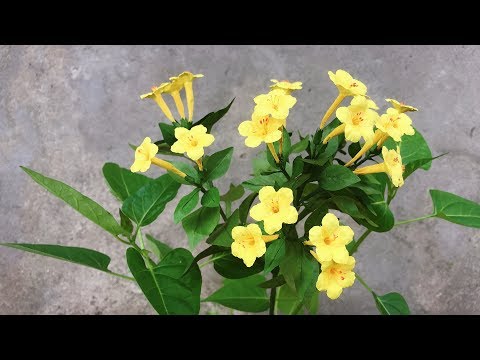 ABC TV | How To Make Mirabilis Jalapa Paper Flower - Craft Tutorial