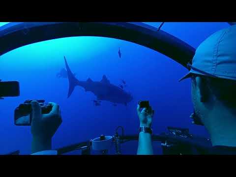 Mexico Expedition C-Explorer 5 - Whale Shark Diving