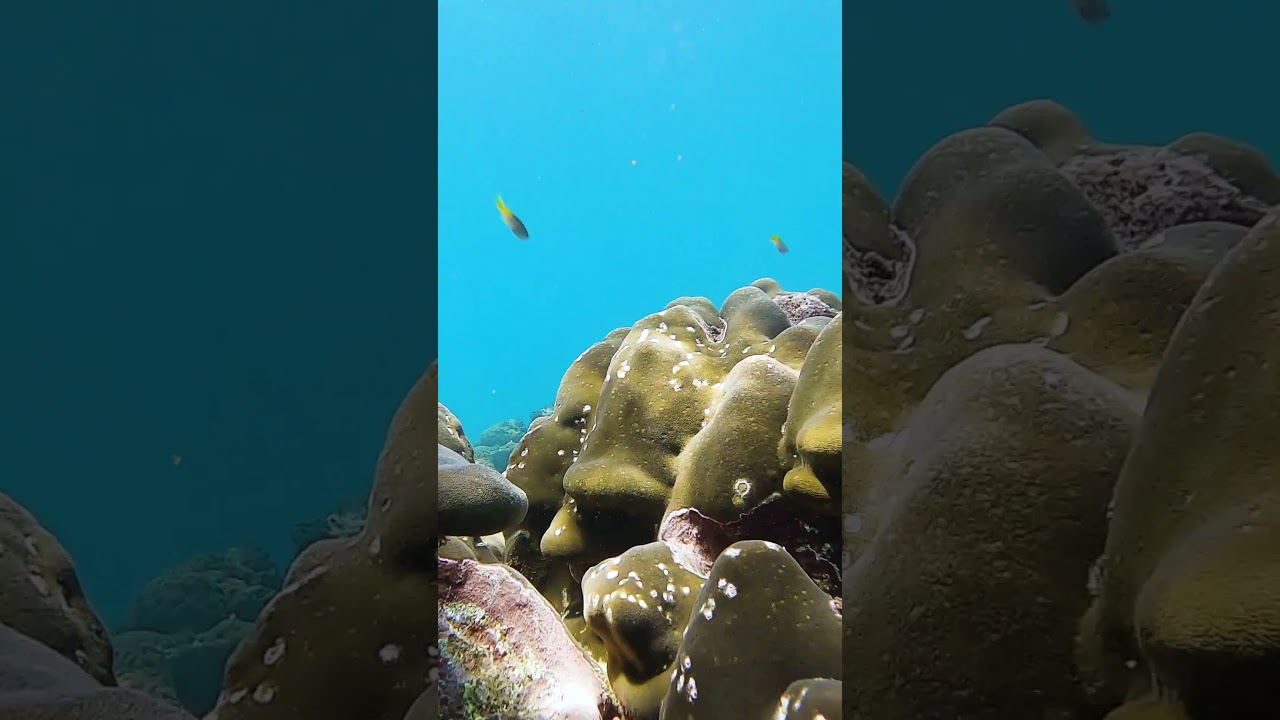 YouTube Short thumbnail