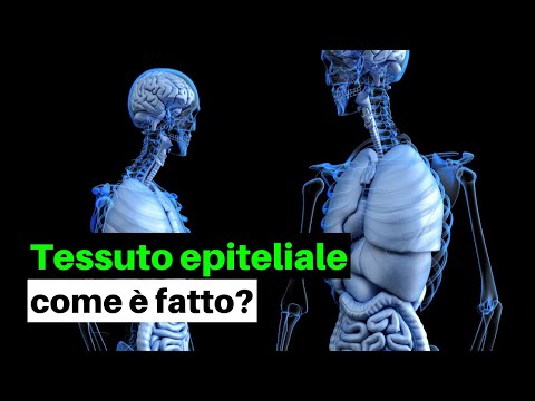 Come sono fatti gli organi? Il tessuto epiteliale (in breve)