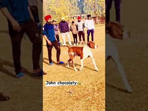 #pakistani bully#bully kutta#fight#bullydog fight video#dogstatus#doglover#viral#shortvideo
