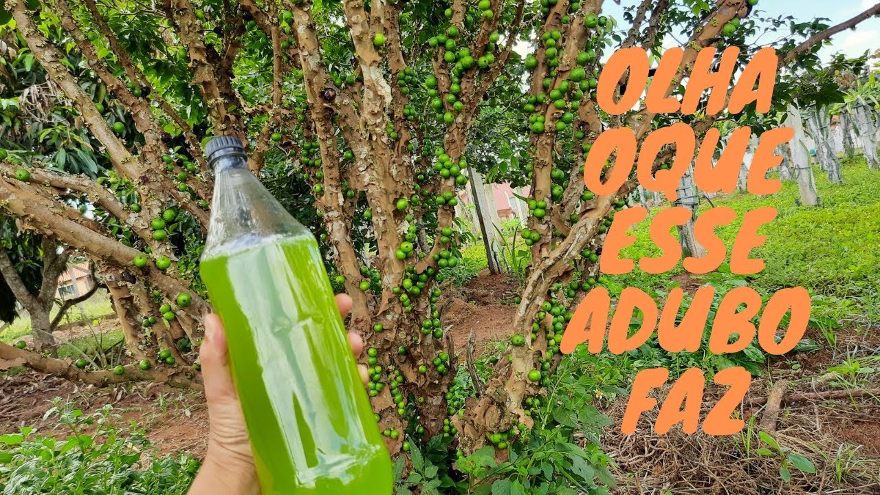 Esse adubo natural faz seu pé de jabuticaba carregar de frutos.