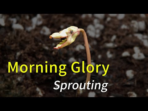 Morning Glory #1 Time Lapse | Grow Up House Plant | Relaxing Piano Music | Home Gardening