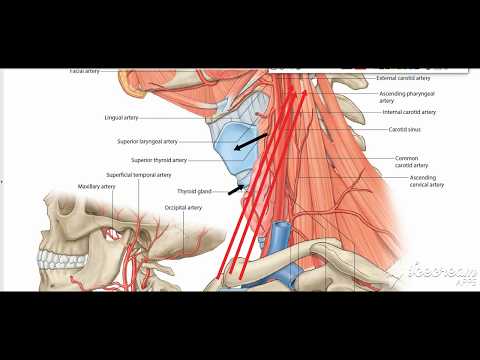 External Carotid Branches