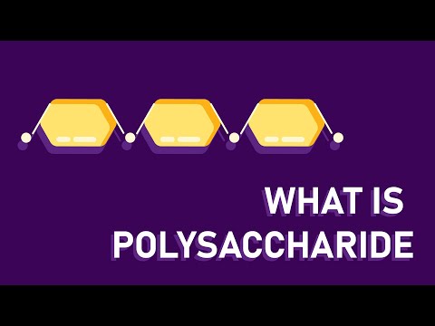 Polysaccharide Definition and Examples - Biology Online Dictionary