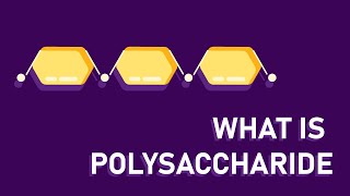 What are polysaccharides?