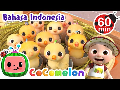 Belajar Angka dengan Anak Ayam🐣🐤🐥 | CoComelon Bahasa Indonesia - Lagu Anak Anak | Nursery Rhymes