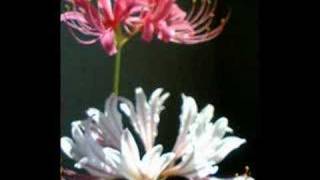 Bloom - Casey Stratton