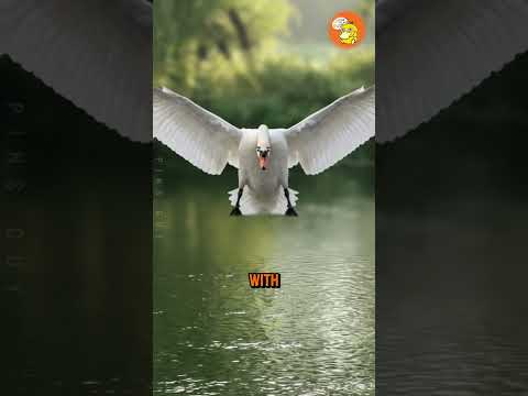 Animals That Die For Love