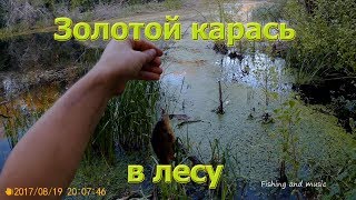 Где и что ловить на лесном озере