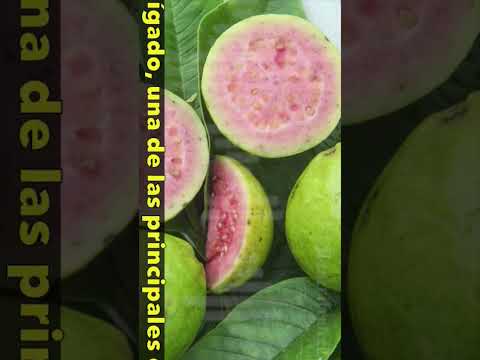 🍈 La guayaba revela molécula clave contra el cáncer de hígado #salud #shorts
