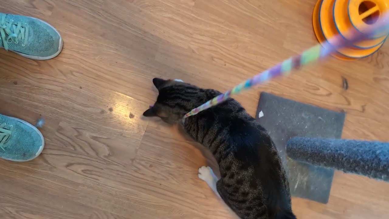 Enlarge COSMO, a Adopted Domestic Short Hair in Kenosha, WI video 3/3