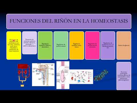 Sistema urinario: Generalidades