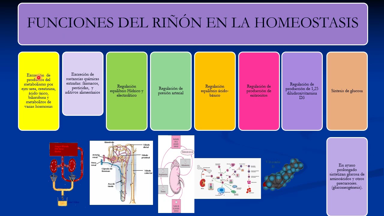 Sistema urinario: Generalidades