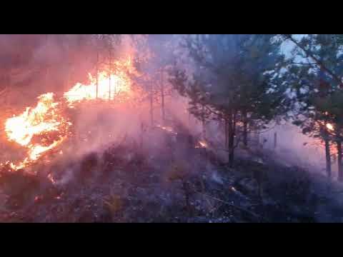 Incendiu de pădure-Buciumeni,Dâmbovița